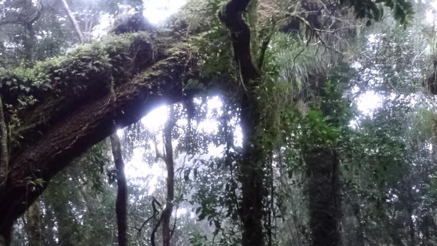 Imagen de CMN aprueba informe técnico favorable para declaratoria como Santuario de la Naturaleza del Bosque Viejo de Huechucuicui, en Ancud