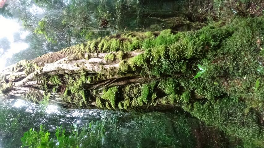 Imagen de CMN aprueba informe técnico favorable para declaratoria como Santuario de la Naturaleza del Bosque Viejo de Huechucuicui, en Ancud