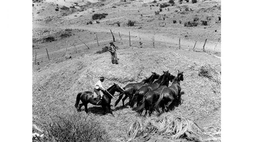 Trilla a yegua suelta, 1946