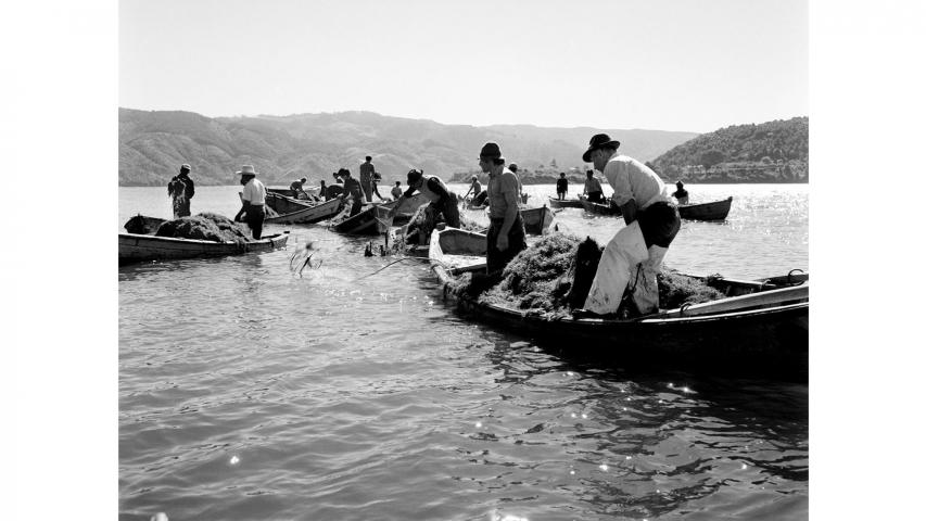 Extracción de algas, 1978