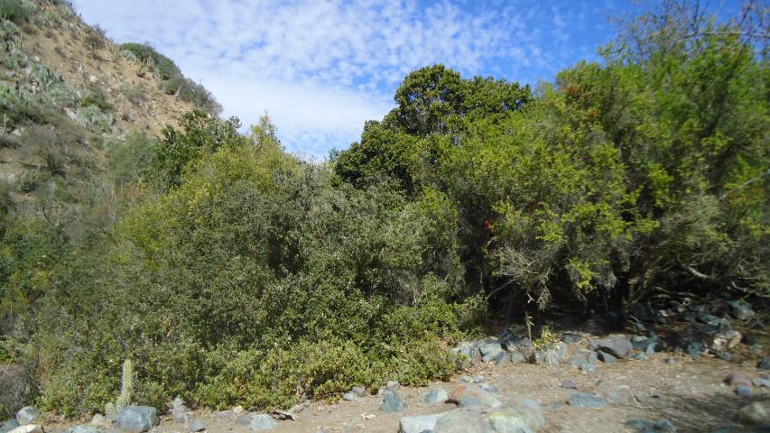 Imagen de Se oficializa la creación del Santuario de la Naturaleza Quebrada Llau llau.