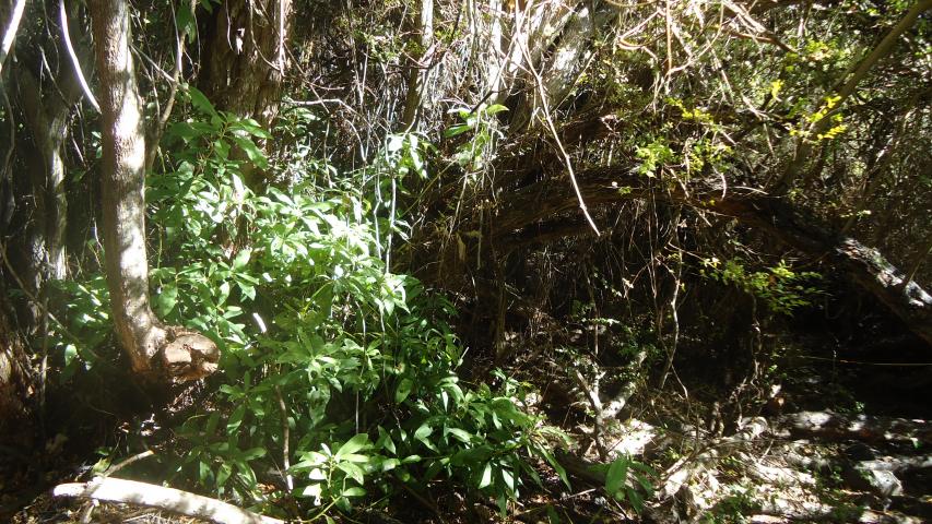 Imagen de Se oficializa la creación del Santuario de la Naturaleza Quebrada Llau llau.
