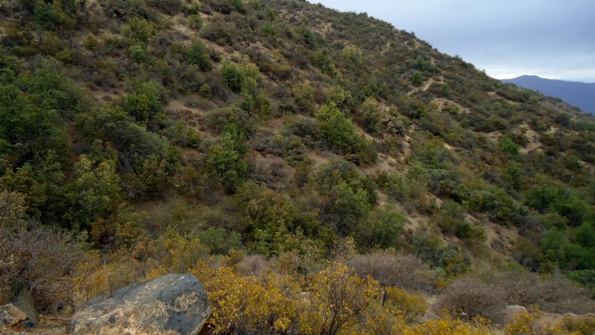 Imagen de CMN recomienda declarar Santuarios de la Naturaleza Quebrada Llau Llau y Área de Palma chilena en Monte Aranda