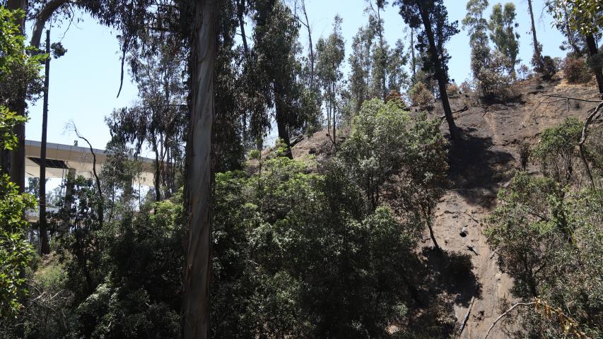 Imagen de Profesionales de la ST CMN realizaron inspección en Santuario de la Naturaleza Palmar El Salto de Viña del Mar