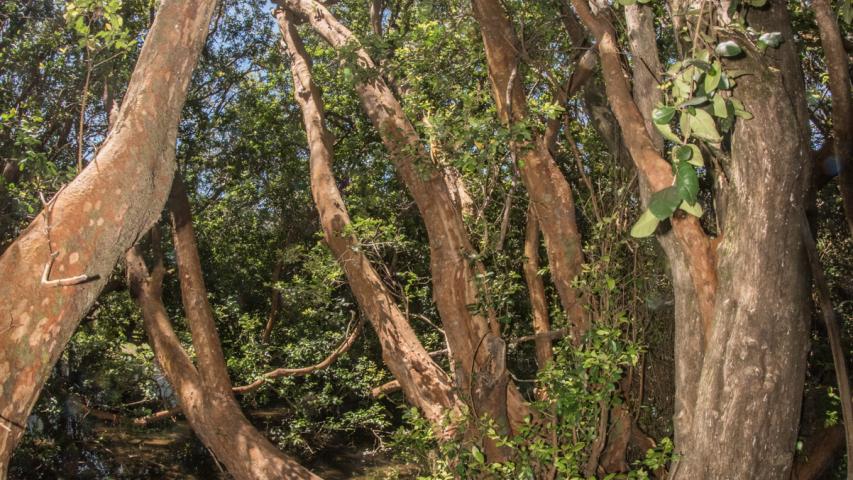 Imagen de Se declara Santuario de la Naturaleza El Natri en la Región del Biobío