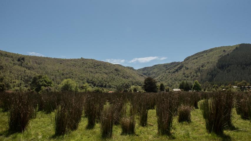 Imagen de Se declara Santuario de la Naturaleza El Natri en la Región del Biobío