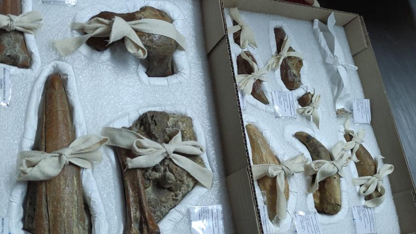 Imagen de Más de 5.800 fósiles de Formación Bahía Inglesa retornan a Caldera