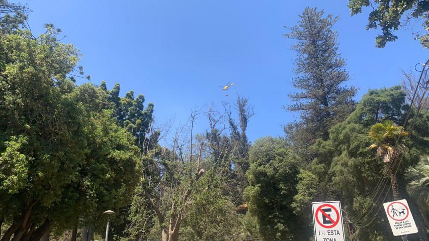 Imagen de Consejo de Monumentos Nacionales evalúa daños al patrimonio natural afectado por incendio en Viña del Mar