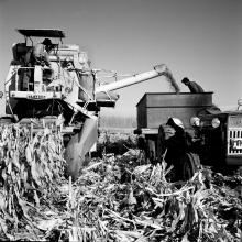 Trilla de maíz con maquinaria. Valle central de Chile. Película negativa 6x6 cm, blanco y negro