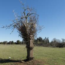 Imagen del monumento Complejo Religioso y ceremonial Nguillatuwe de la localidad de Pelleco Lof Maiten