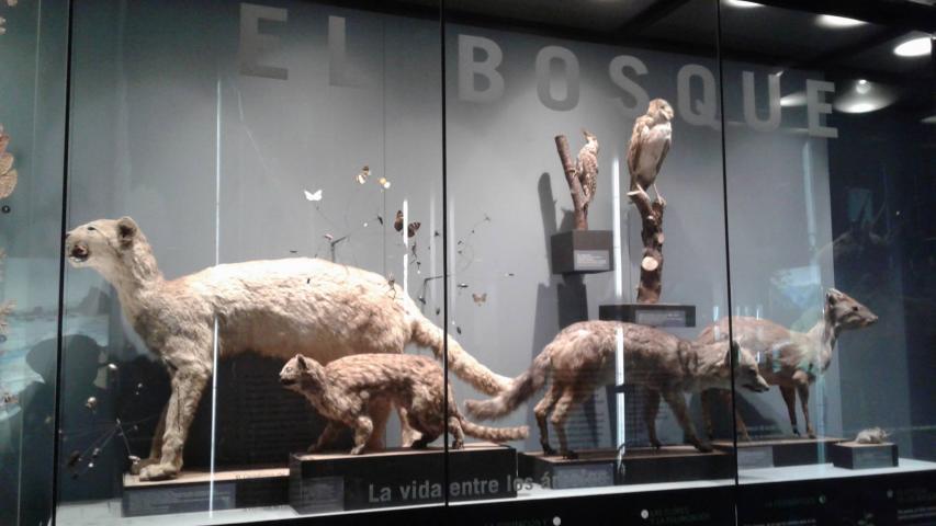 Imagen del monumento Colecciones del Museo de Historia Natural de Concepción, dependiente de la Dirección de Bibliotecas, Archivos y Museos