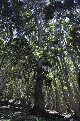 Imagen del monumento Quebrada de Córdova