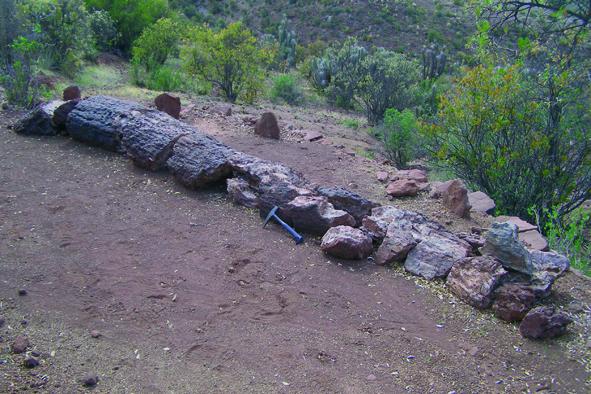 Imagen del monumento Bosque Petrificado y yacimiento de huesos de dinosaurio