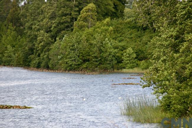 Imagen del monumento Zona húmeda de los alrededores de la ciudad de Valdivia