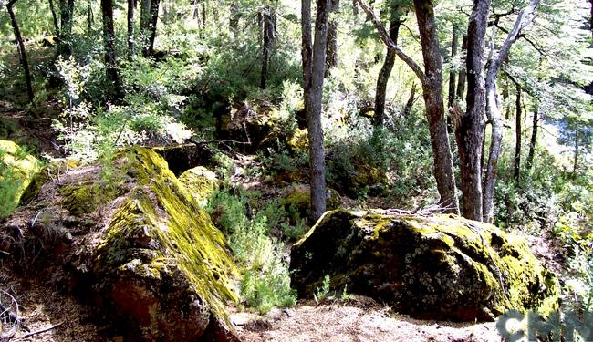 Imagen del monumento Predio denominado Los Huemules del Ñiblinto