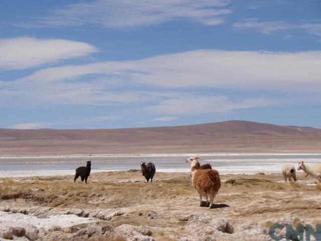 Imagen del monumento Salar de Huasco