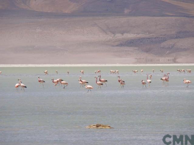 Imagen del monumento Salar de Huasco