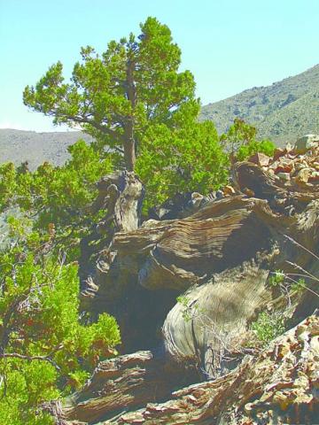 Imagen del monumento Serranía El Ciprés