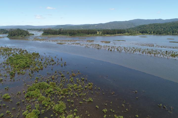 Imagen del monumento Zona húmeda de los alrededores de la ciudad de Valdivia