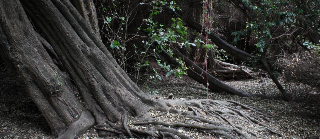 Imagen del monumento Bosque Las Petras de Quintero y su entorno