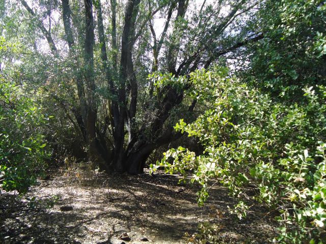 Imagen del monumento Quebrada Llau Llau