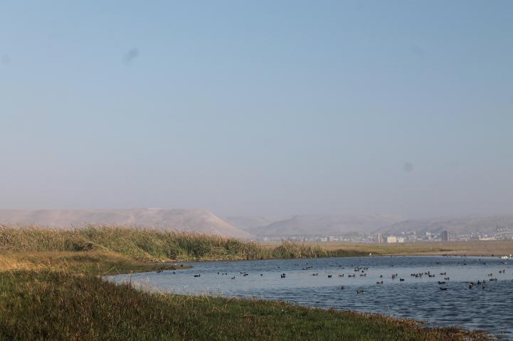 Imagen del monumento Humedal de la desembocadura del río Lluta