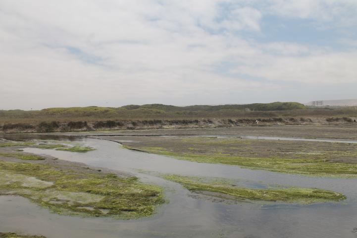 Imagen del monumento Humedal de la desembocadura del río Lluta