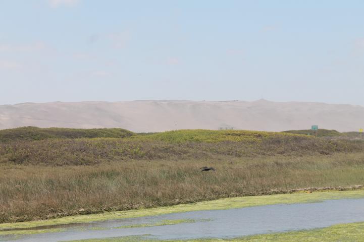 Imagen del monumento Humedal de la desembocadura del río Lluta