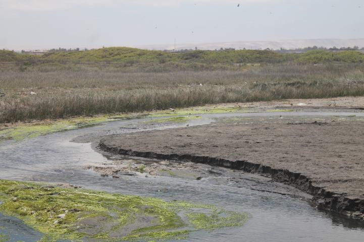 Imagen del monumento Humedal de la desembocadura del río Lluta