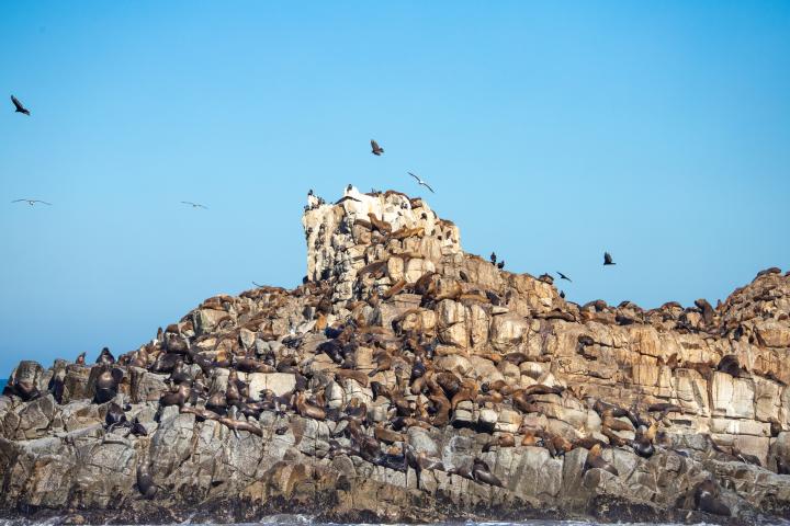 Imagen del monumento Los islotes Lobería y lobería Iglesia de Piedra