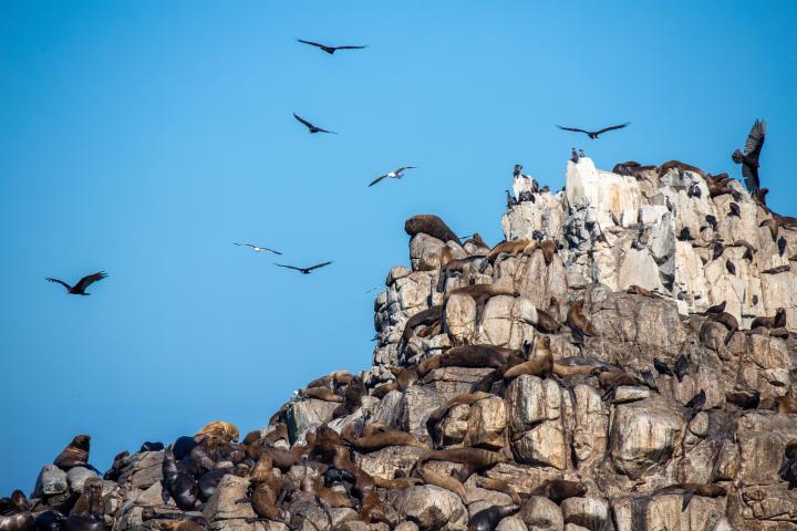 Imagen del monumento Los islotes Lobería y lobería Iglesia de Piedra