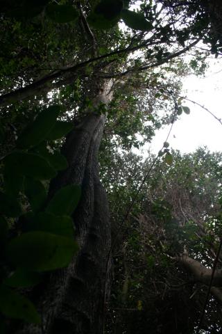 Imagen del monumento Bosque Las Petras de Quintero y su entorno