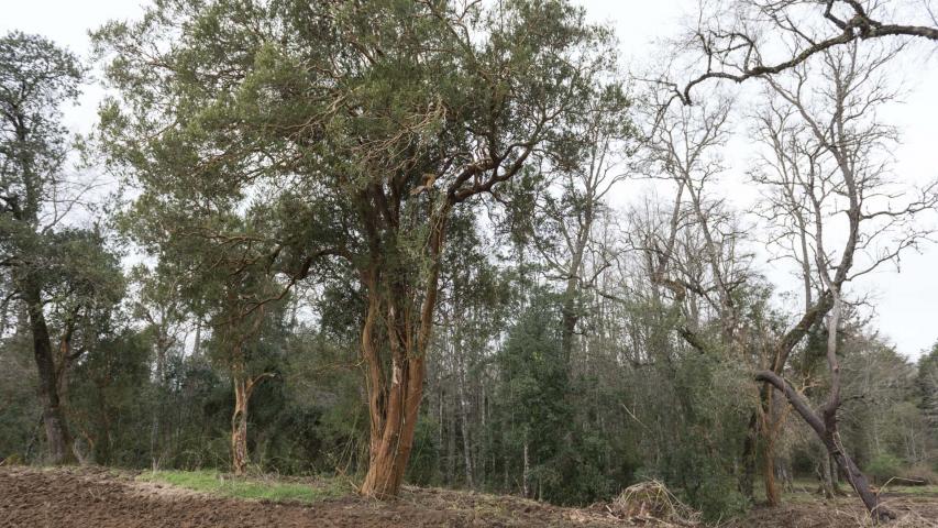 Imagen del monumento Complejo religioso y  ceremonial indígena mapuche de Nolgyehue ó Nolguehue, Eltuwe (cementerio) y Menoko