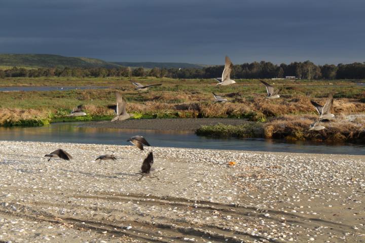 Imagen del monumento Humedales de Tongoy