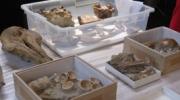 Imagen de PIEZAS PALEONTOLÓGICAS DECOMISADAS SERÁN PERICIADAS PARA DECIDIR SU DESTINO FINAL