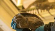 Imagen de Investigador del MNHN forma parte del equipo que encontró huevo gigante de reptil marino