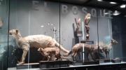 Imagen del monumento Colecciones del Museo de Historia Natural de Concepción, dependiente de la Dirección de Bibliotecas, Archivos y Museos