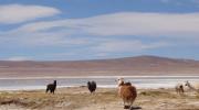 Imagen del monumento Salar de Huasco