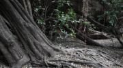 Imagen del monumento Bosque Las Petras de Quintero y su entorno
